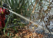 Manggala Agni Bertarung Melawan Kebakaran Hutan dan Lahan di Empat Wilayah Riau