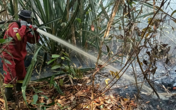 Asap tebal masih membubung saat ratusan hektare vegetasi hangus dilalap si jago merah. Operasi penanggulangan kebakaran hutan dan lahan terus diintensifkan demi memutus penyebaran api di kawasan rawan.
