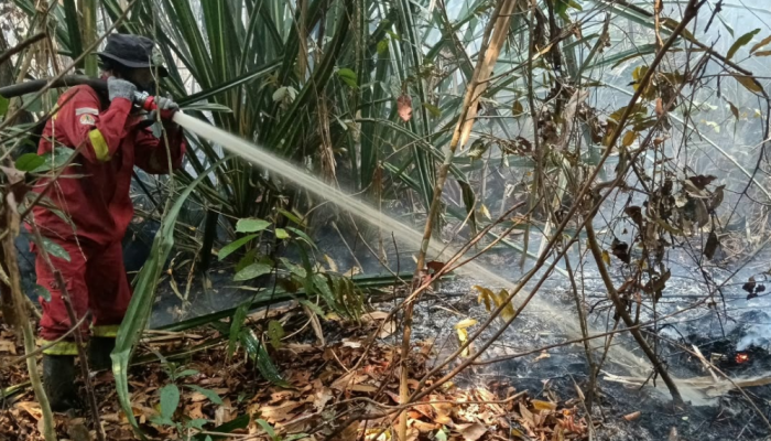 Manggala Agni Bertarung Melawan Kebakaran Hutan dan Lahan di Empat Wilayah Riau