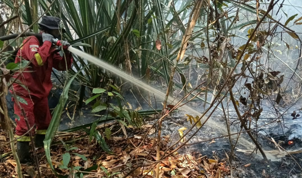 Asap tebal masih membubung saat ratusan hektare vegetasi hangus dilalap si jago merah. Operasi penanggulangan kebakaran hutan dan lahan terus diintensifkan demi memutus penyebaran api di kawasan rawan.