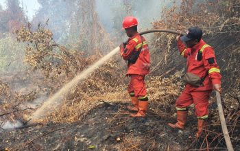Karhutla Gambut Bengkalis Meluas, Tim Gabungan Padamkan 3,3 Hektare di Teluk Lancar