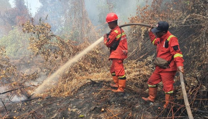 Karhutla Gambut Bengkalis Meluas, Tim Gabungan Padamkan 3,3 Hektare di Teluk Lancar