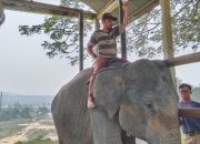 Seekor Gajah Sumatra Mati di PLG Minas, Gangguan Pencernaan Jadi Penyebab Utama