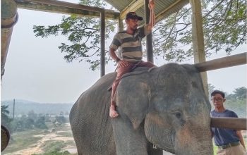 Seekor Gajah Sumatra Mati di PLG Minas, Gangguan Pencernaan Jadi Penyebab Utama
