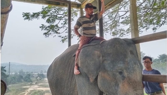 Seekor Gajah Sumatra Mati di PLG Minas, Gangguan Pencernaan Jadi Penyebab Utama