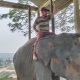 Seekor Gajah Sumatra Mati di PLG Minas, Gangguan Pencernaan Jadi Penyebab Utama