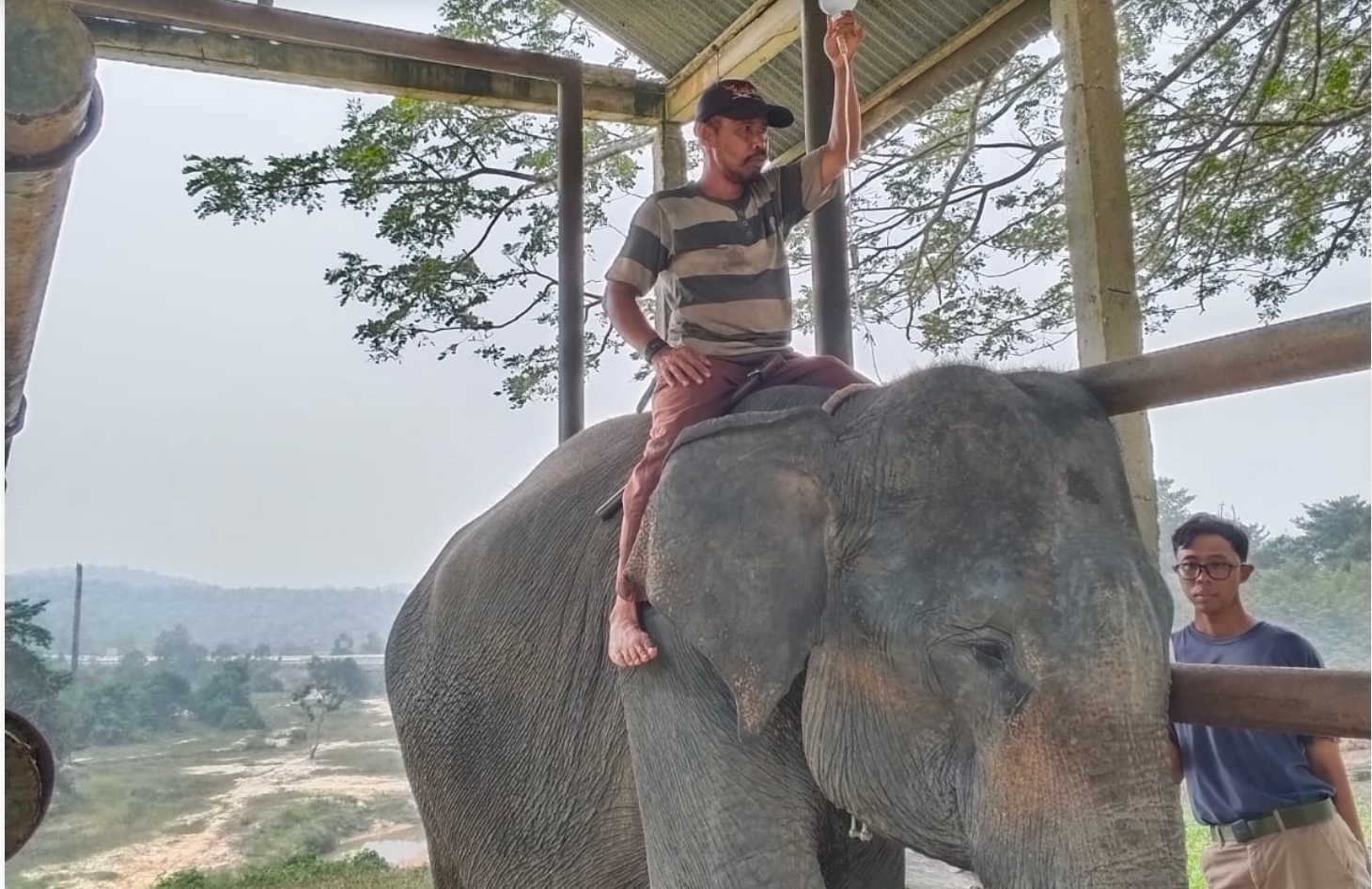 Seekor Gajah Sumatra Mati di Minas akibat Gangguan Saluran Pencernaan