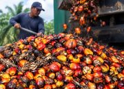Dinas Perkebunan Riau Salurkan Rp1,9 Triliun untuk Program Peremajaan Sawit Rakyat di Berbagai Wilayah