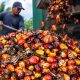 Dinas Perkebunan Riau Salurkan Rp1,9 Triliun untuk Program Peremajaan Sawit Rakyat di Berbagai Wilayah